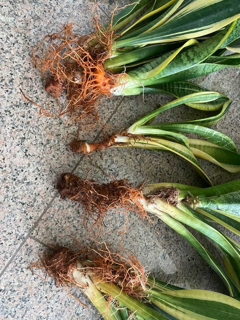 Check For Root Rot Regularly