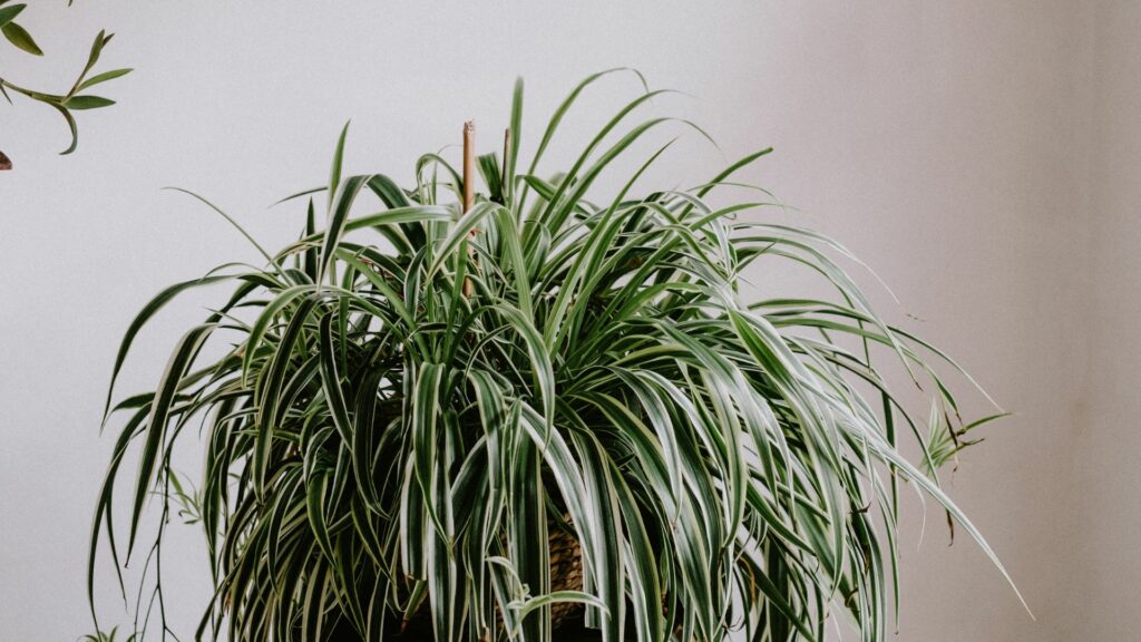 spider plant