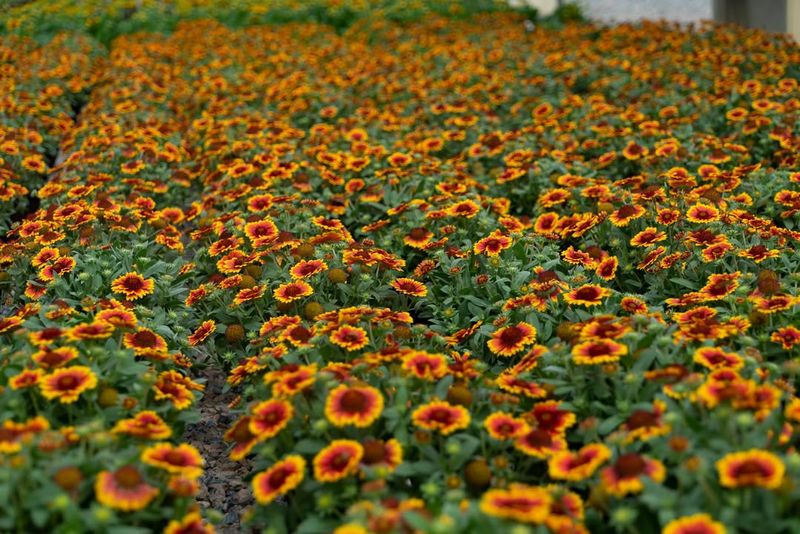 Great for Mass Plantings