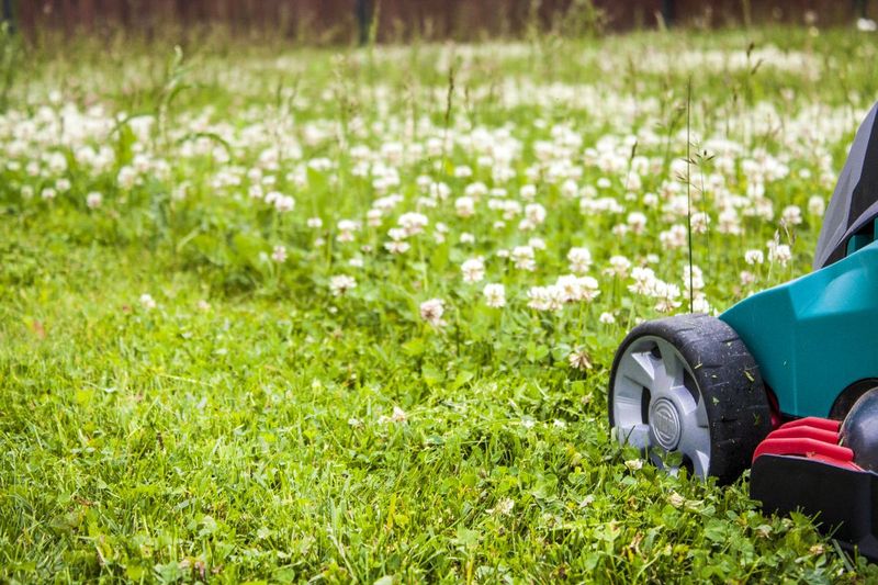 Doesn't Require Mowing as Often