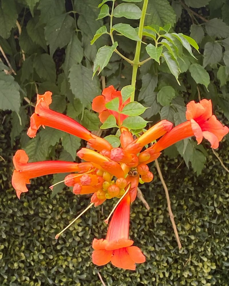 Trumpet Vine