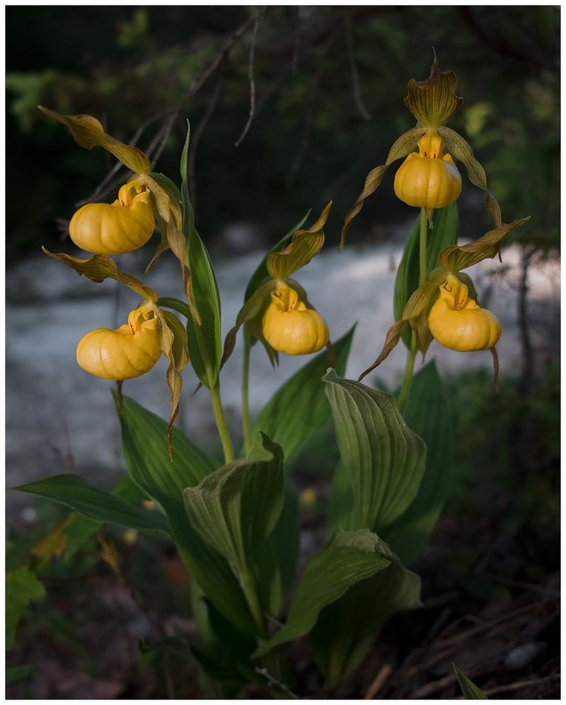 Yellow Lady's Slipper