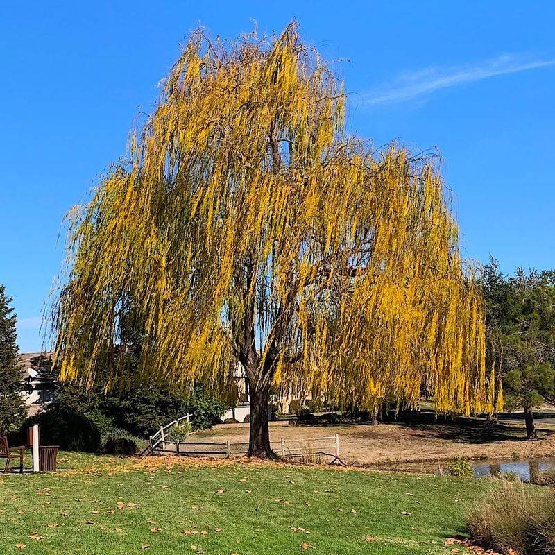 Weeping Willow