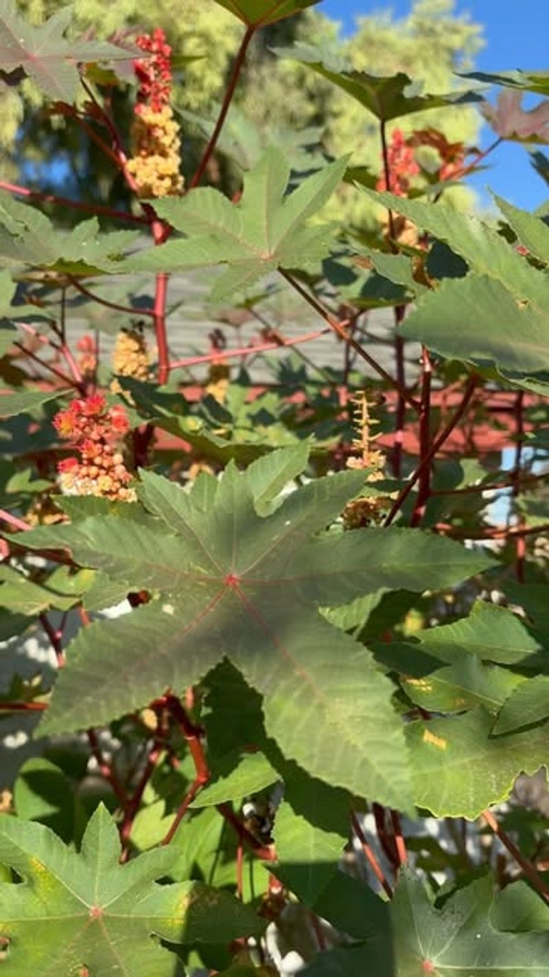 Ricinus communis (Castor Bean Plant)