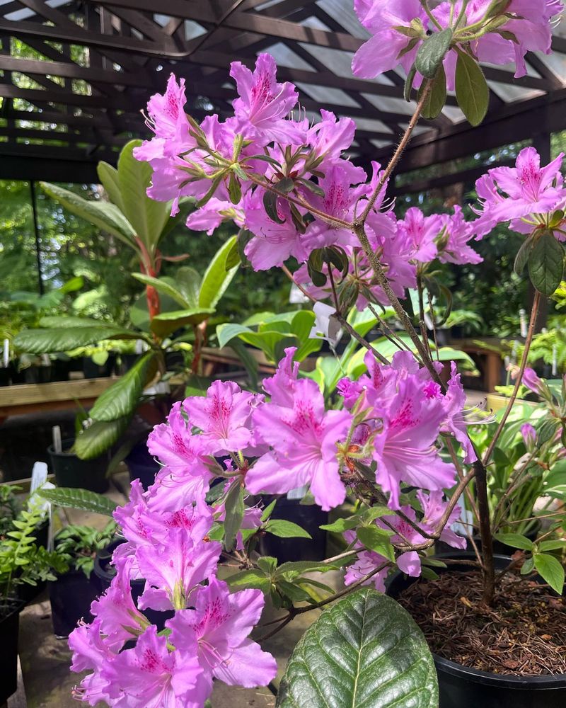 Rhododendrons (Rhododendron spp.)