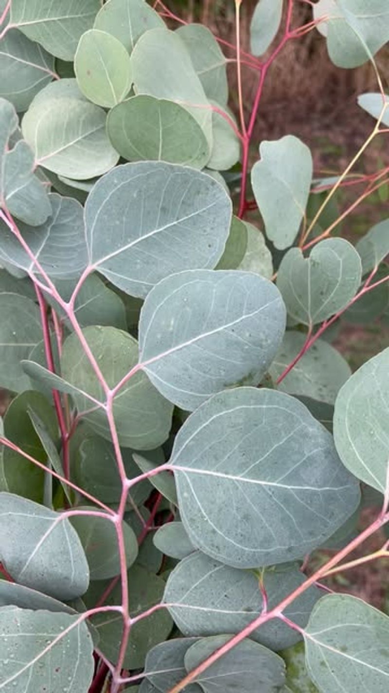 Eucalyptus