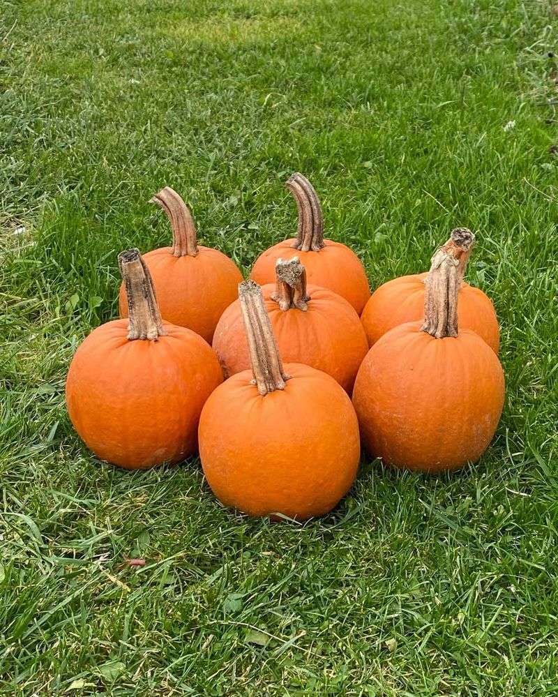 Pumpkins