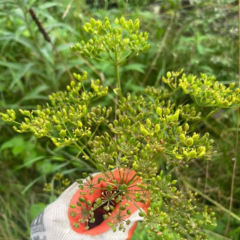 Wild Parsnip