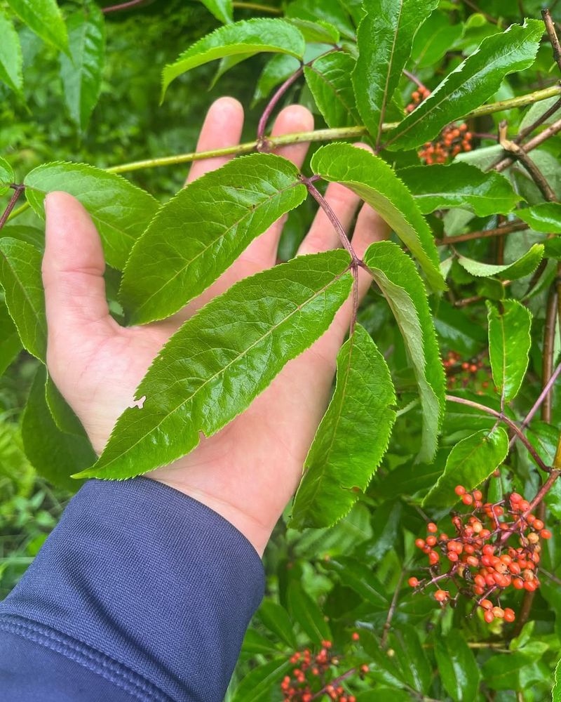 Sambucus (Elderberry, unripe parts)