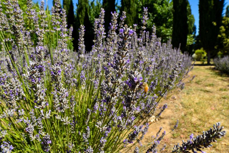 Lavender Fields Forever