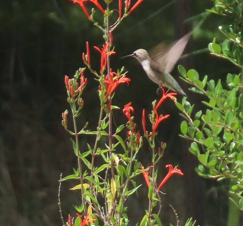 Flame Acanthus (Anisacanthus quadrifidus var. wrightii)