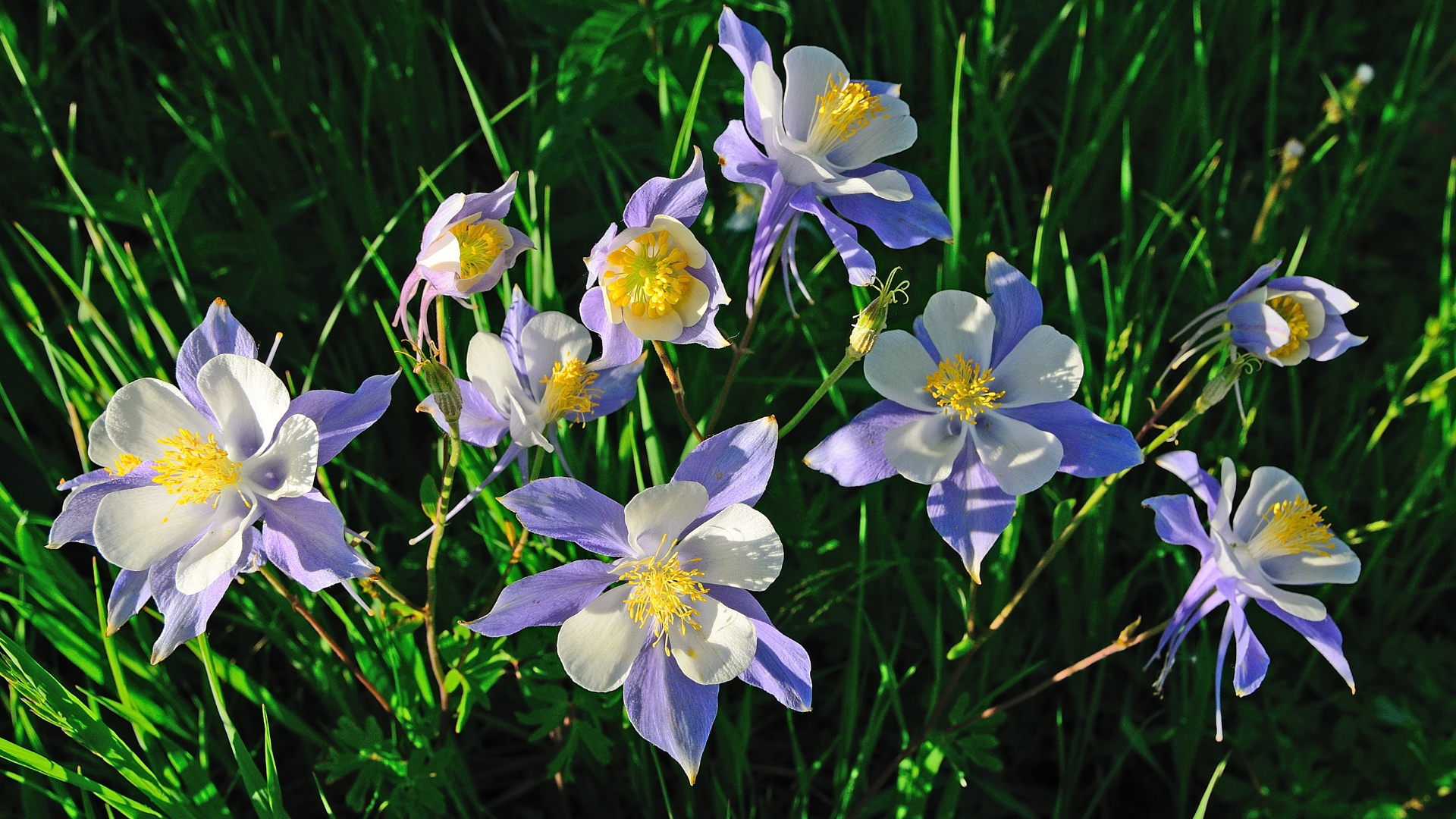 colorado blue columbine