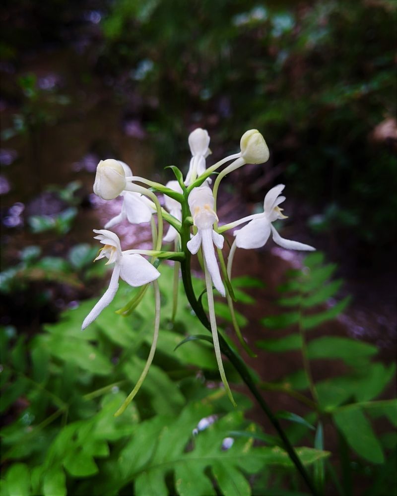 White Fringeless Orchid