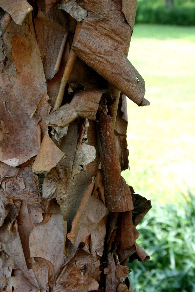 Bark Peeling Off in Large Patches