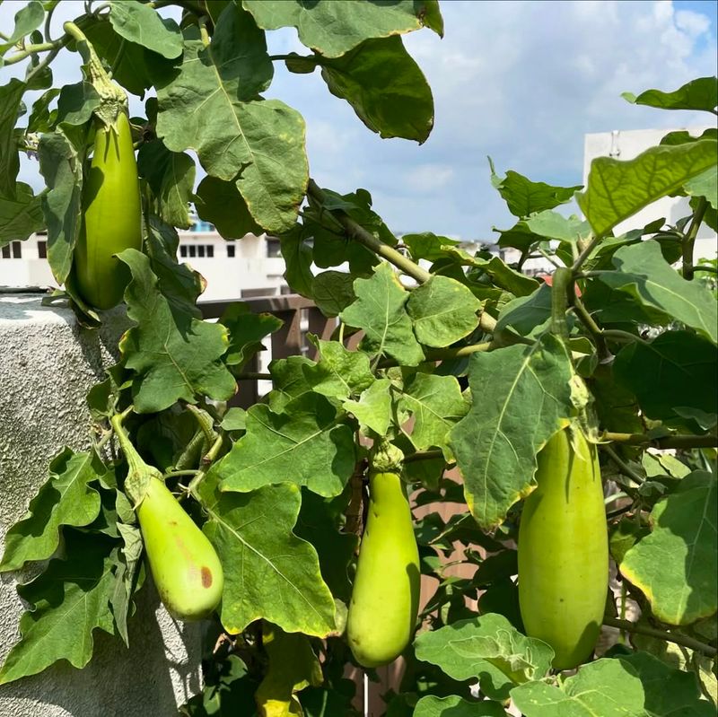 Thai Long Green