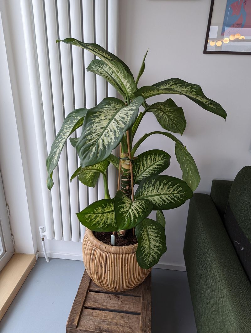 Dumb Cane (Dieffenbachia)