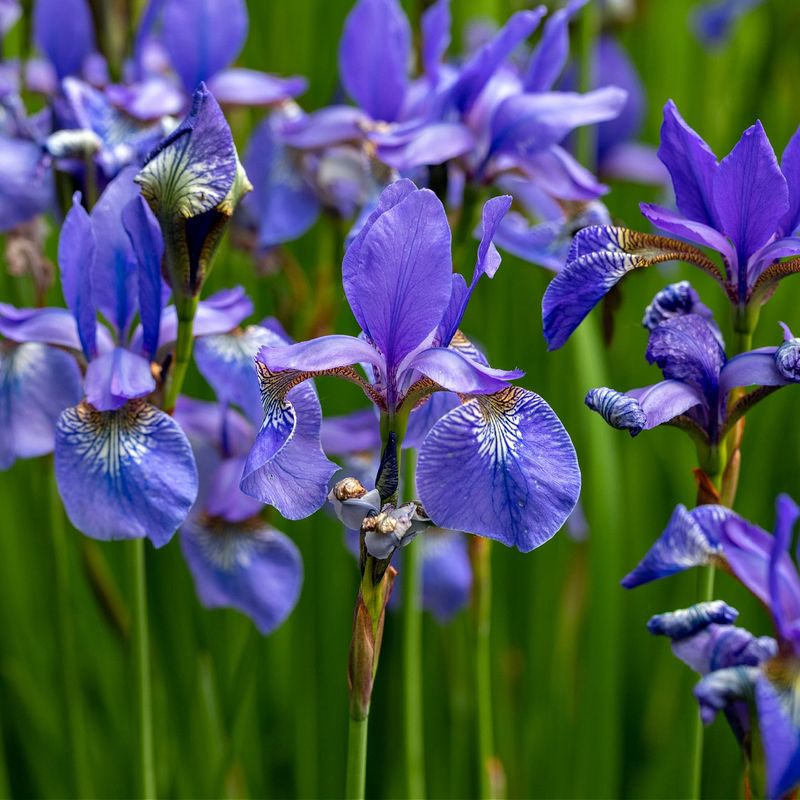 Iris