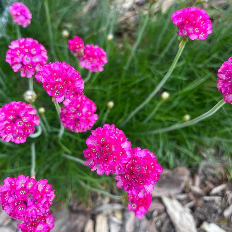 Sea Thrift