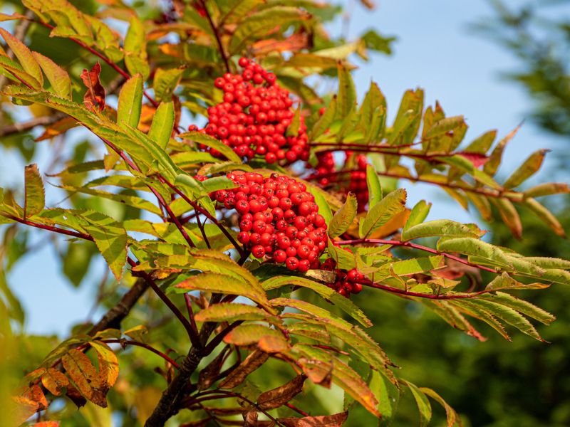 Mountain Ash