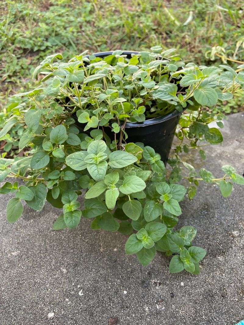 Oregano