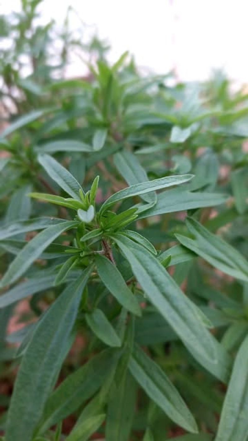 Summer Savory