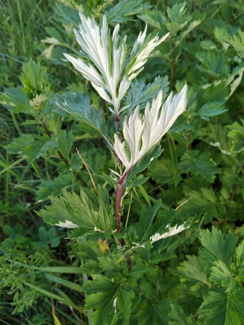 Mugwort