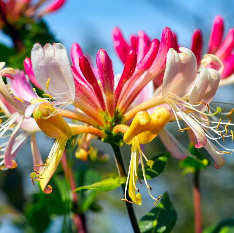 Honeysuckle