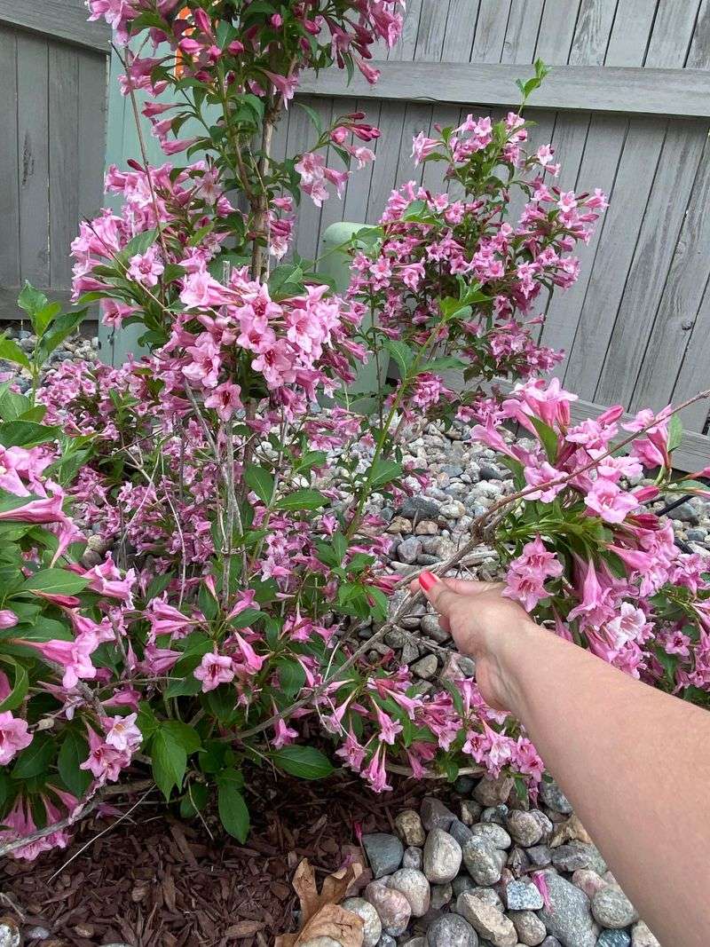 Weigela