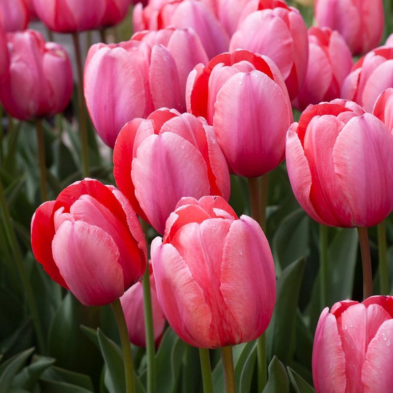 Tulips