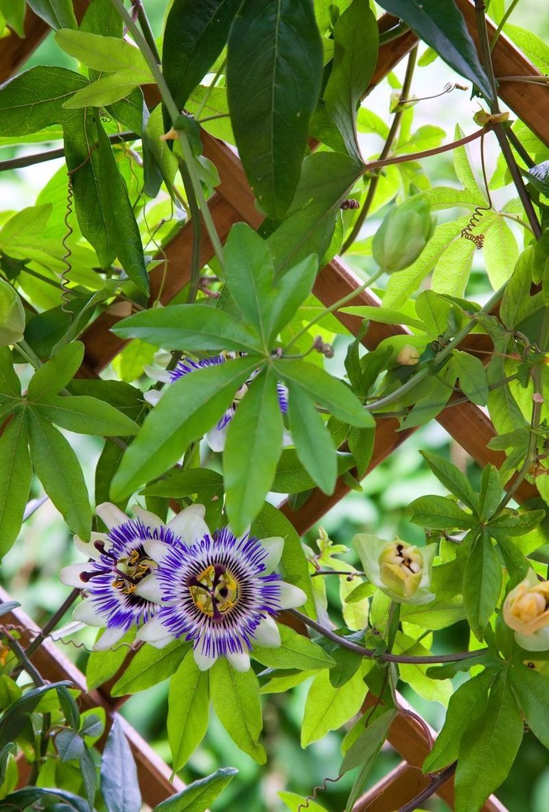 Passionflower