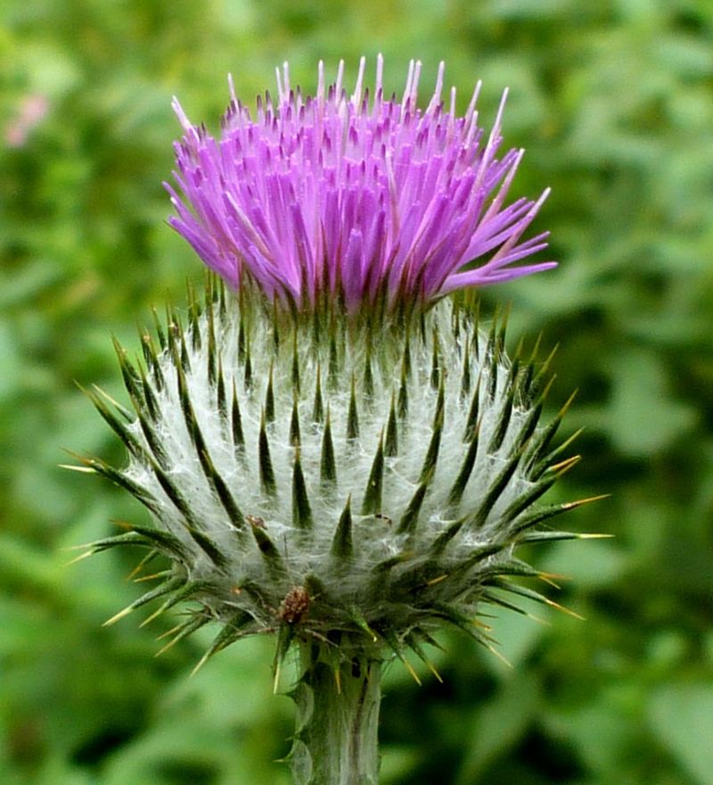 Thistle