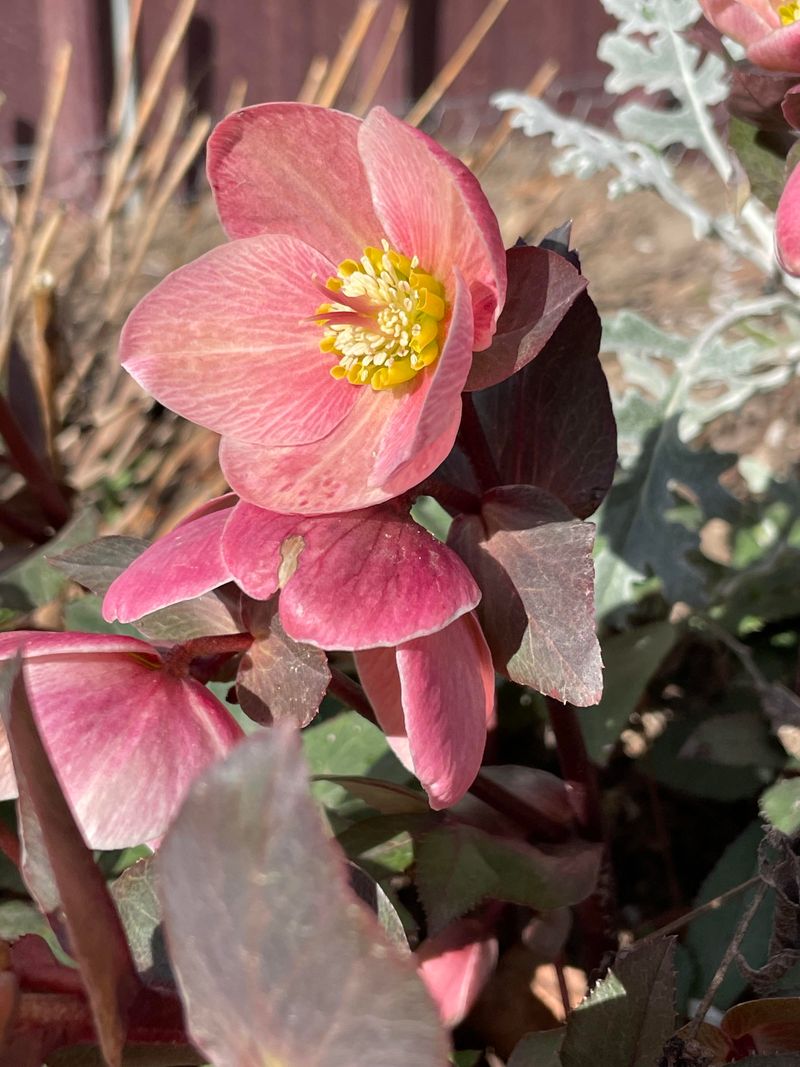 Hellebores