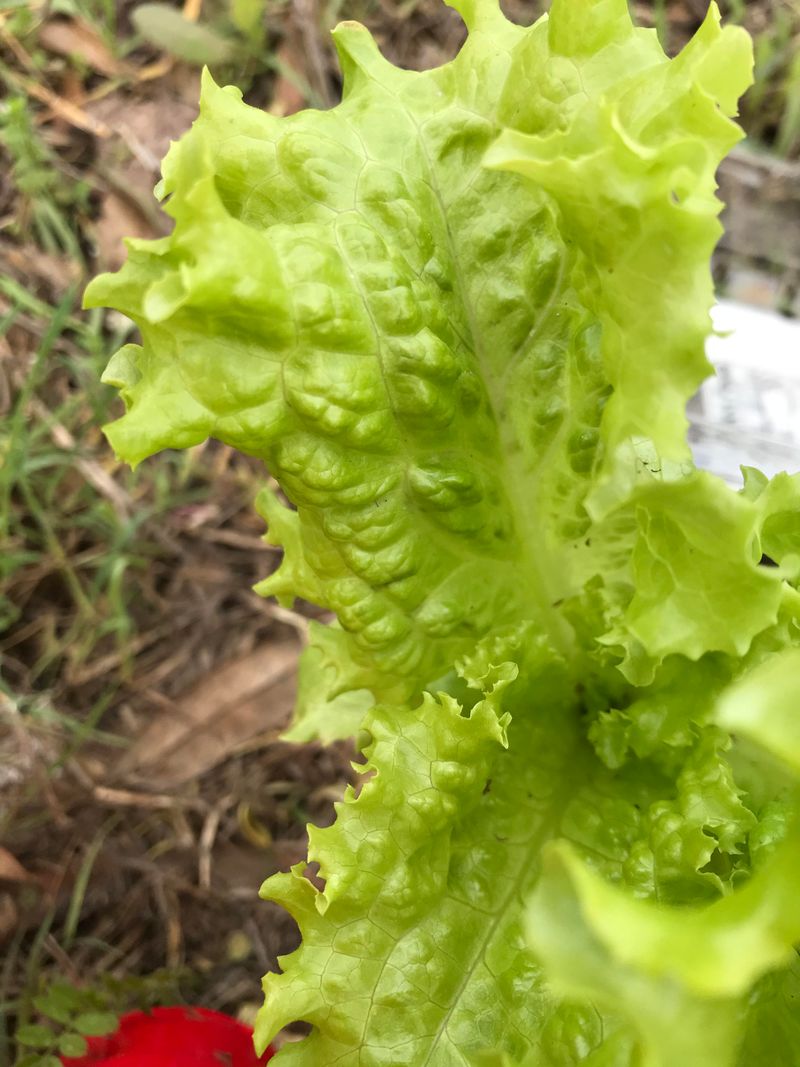 Lettuce