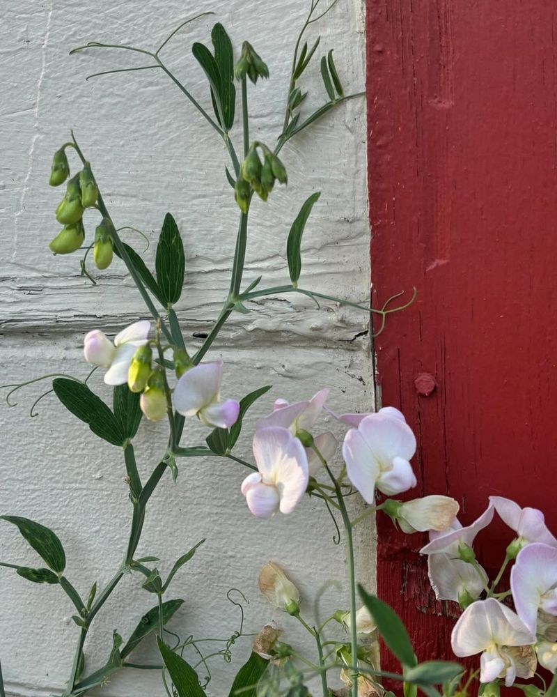 Everlasting Pea