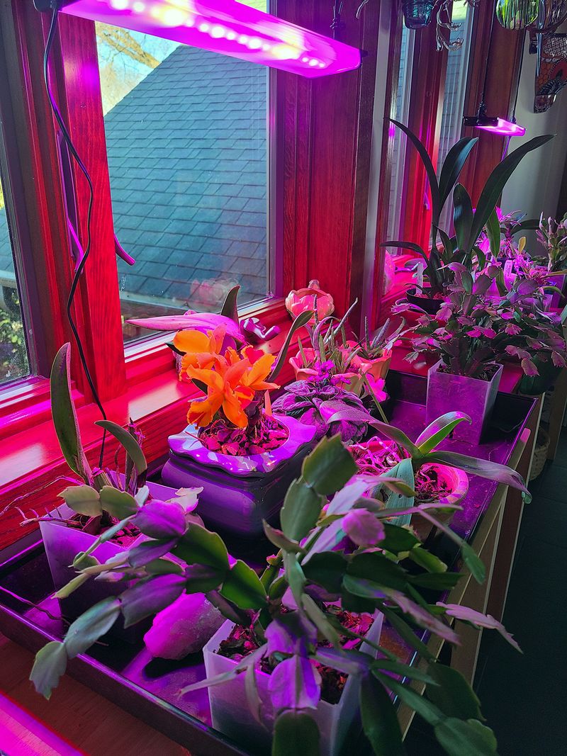 Use grow lights in low-light conditions