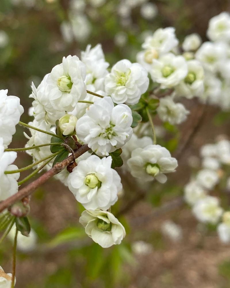 Virginia Spiraea