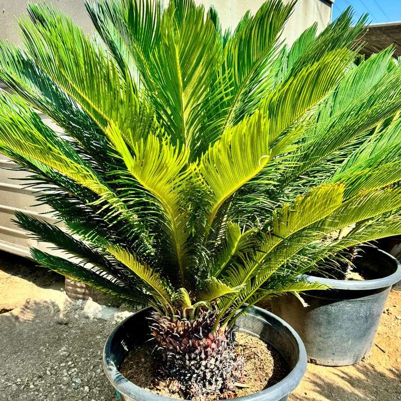 Sago Palm