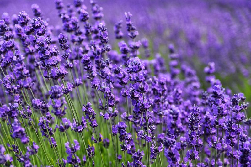 Gros Bleu Lavender