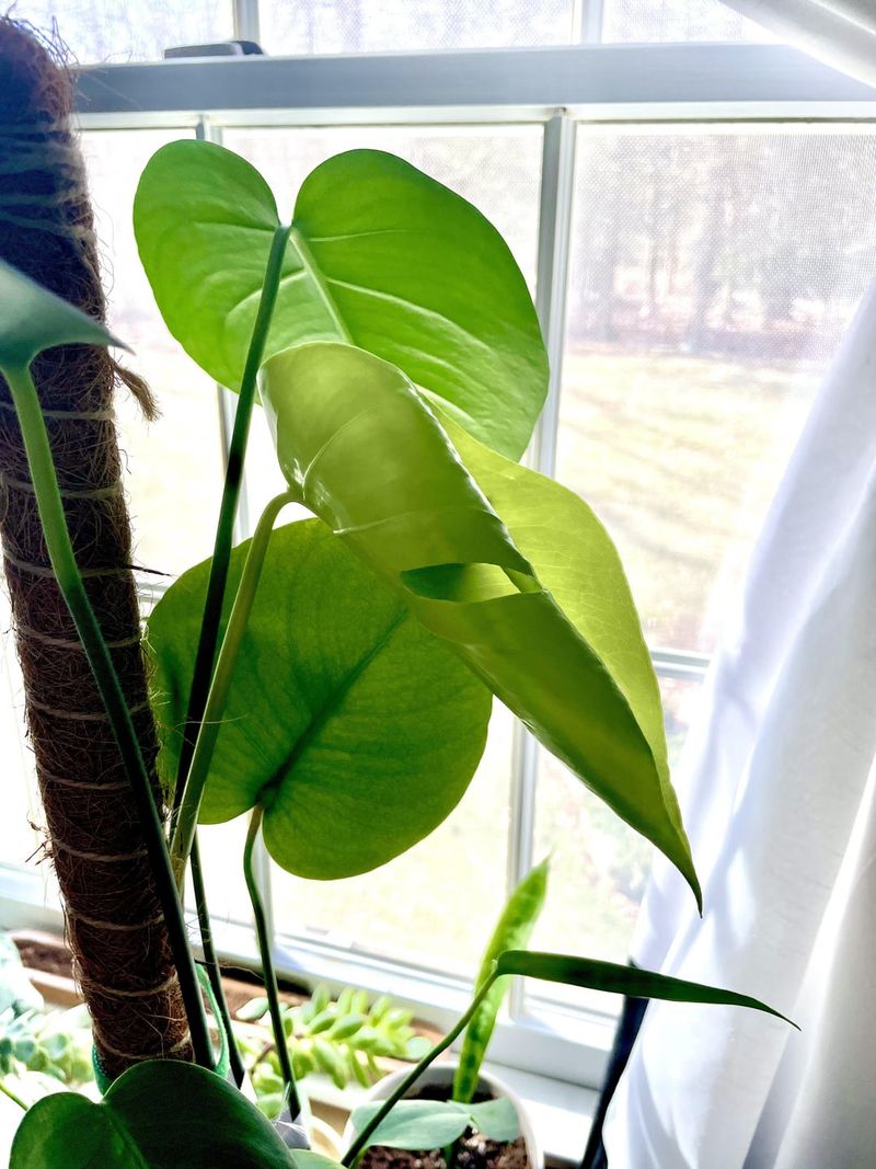 Heartleaf Philodendron – Thrives in Almost Any Conditions