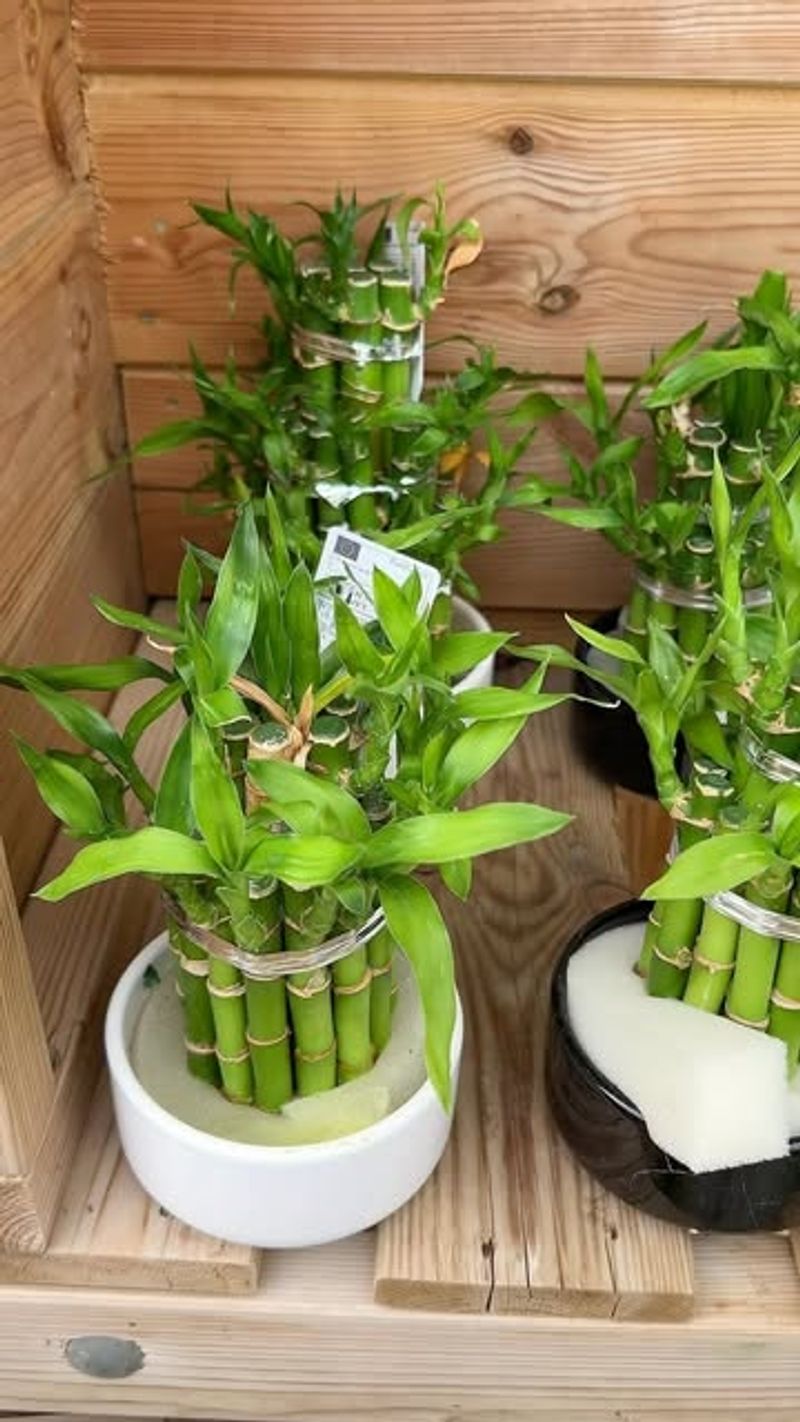 Lucky Bamboo