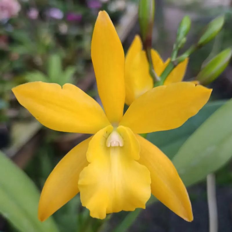 Golden Sunburst Orchid