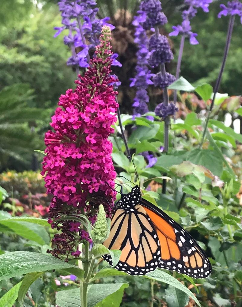 Butterfly Bush