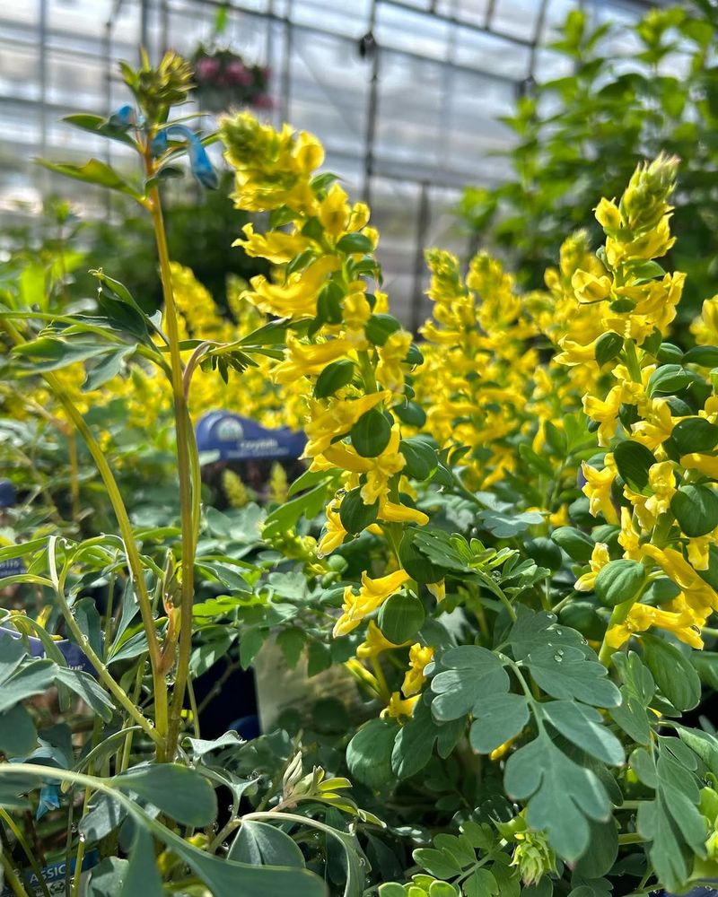 Yellow Corydalis