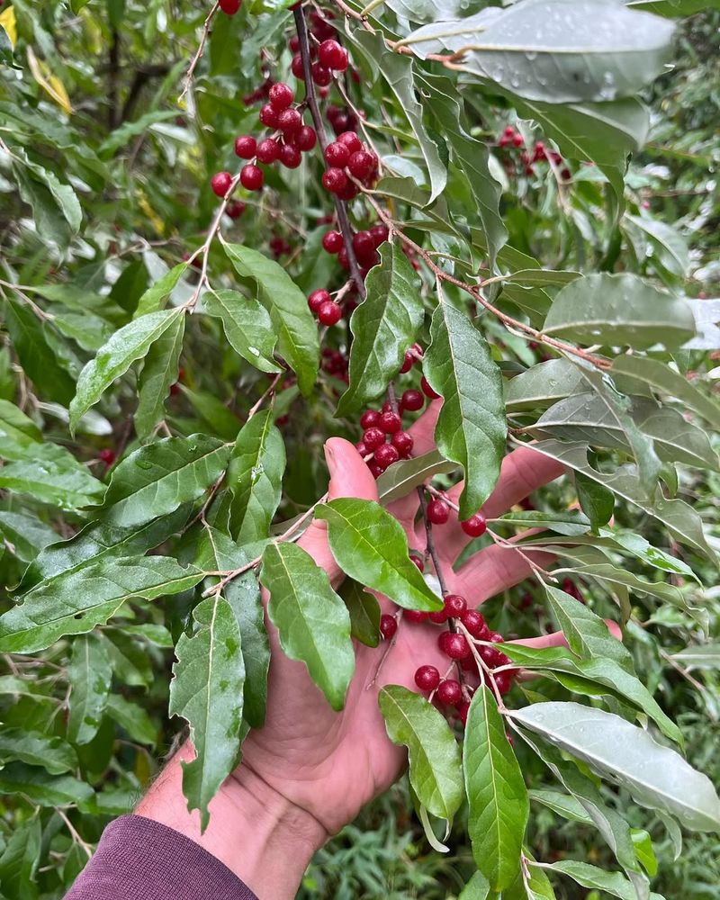 Autumn Olive (Elaeagnus umbellata)