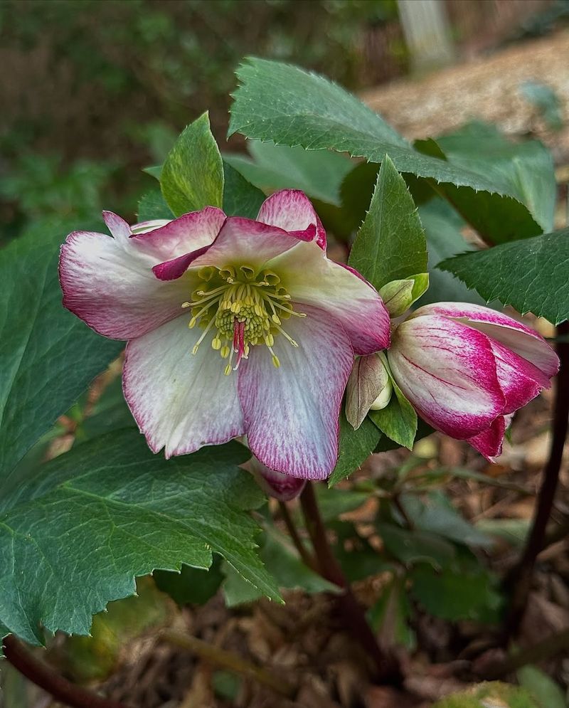 Hellebore