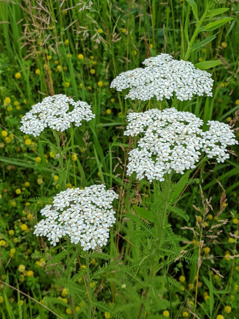 Yarrow