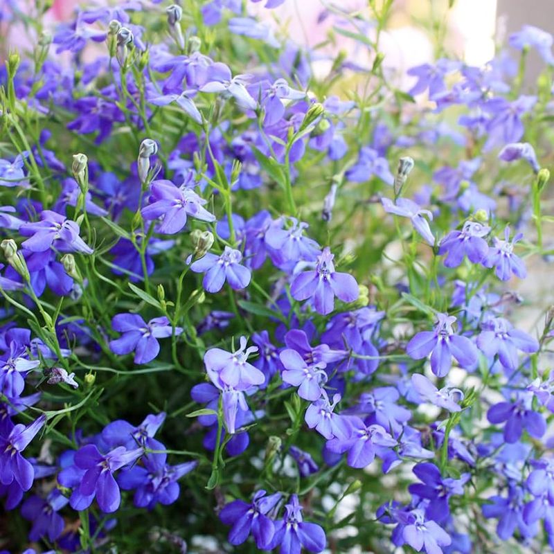 Lobelia