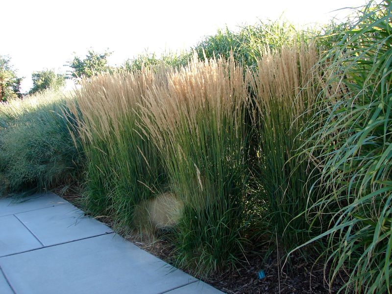 Ornamental Grasses