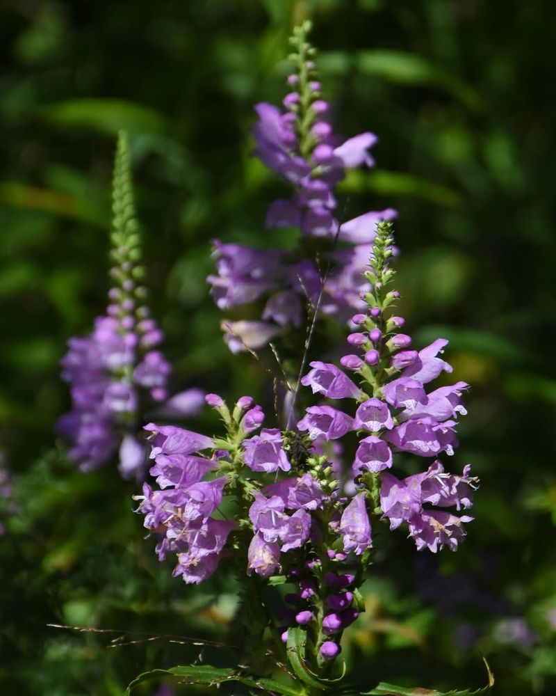 Obedient Plant (Physostegia virginiana)