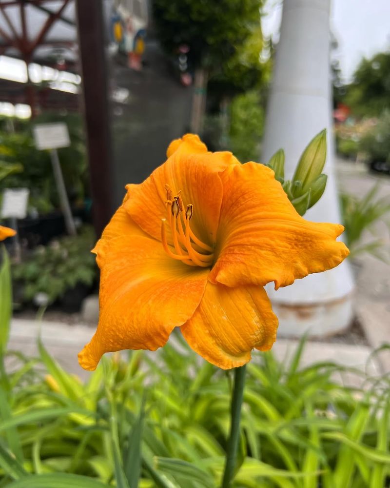 Daylily (Hemerocallis)